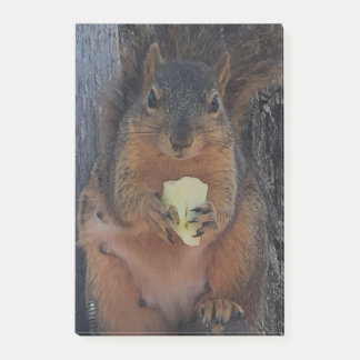 Squirrel  post-it notes