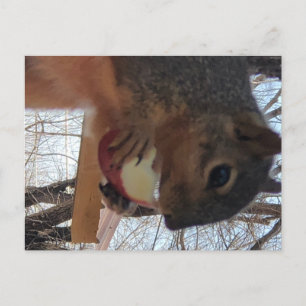 Squirrel Postcard