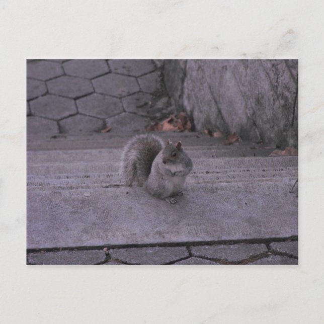 Squirrel Postcard (Front)