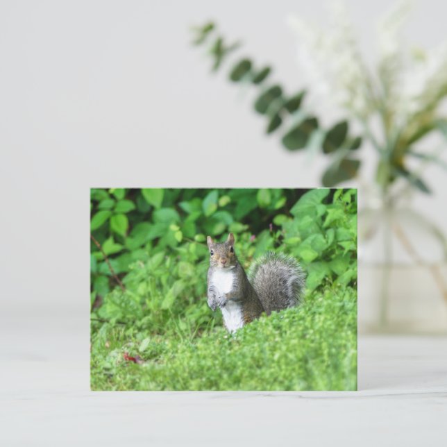 Squirrel Postcard (Standing Front)