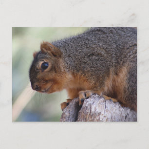 Squirrel postcard