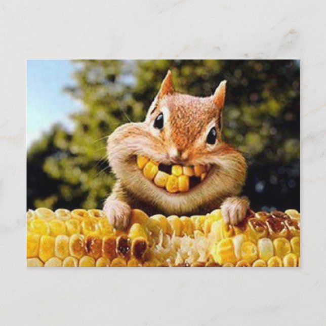 squirrel postcard (Front)