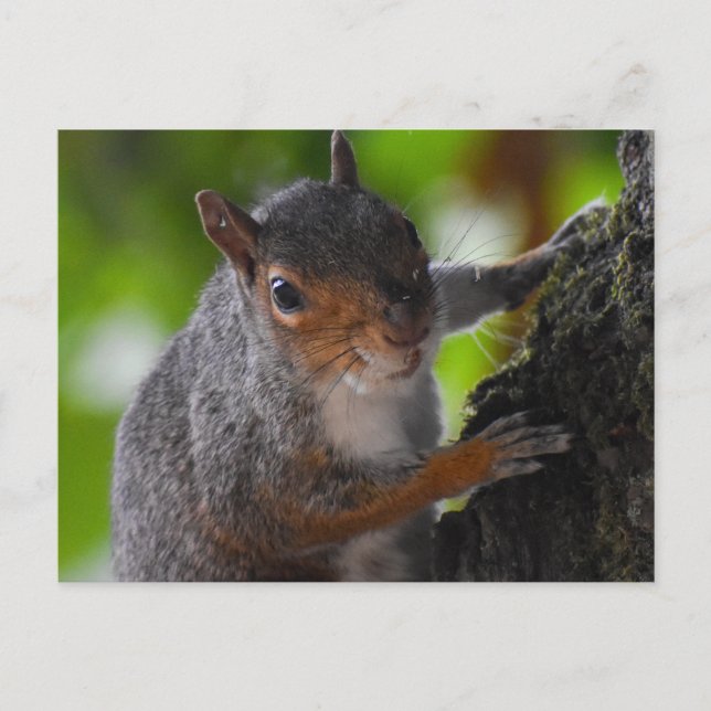 Squirrel  postcard (Front)