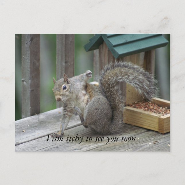 squirrel Postcard (Front)