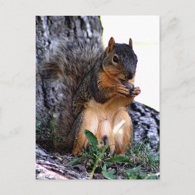 Squirrel Postcard (Front)
