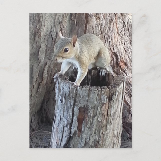 squirrel postcard (Front)