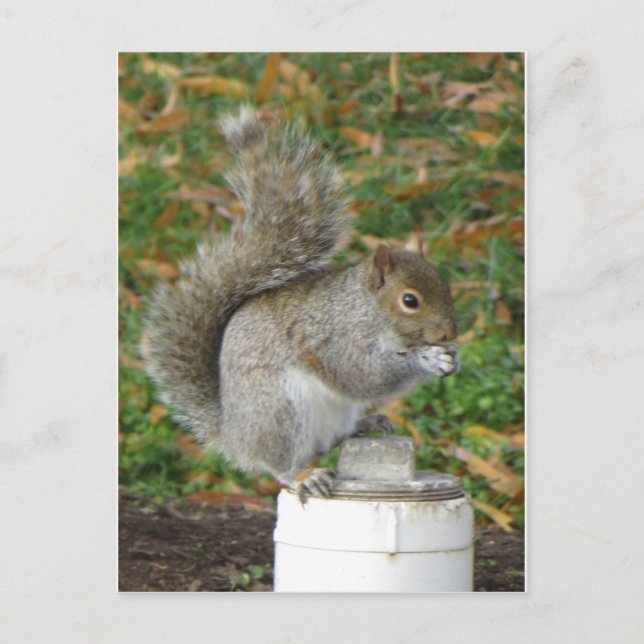 Squirrel Postcard (Front)