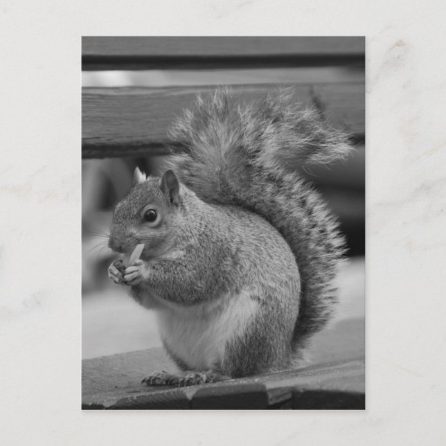 Squirrel Postcard (Front)
