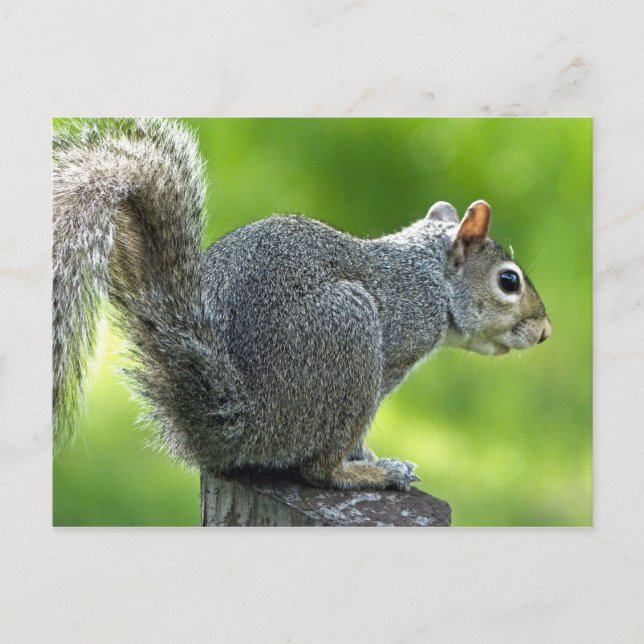 Squirrel Postcard (Front)