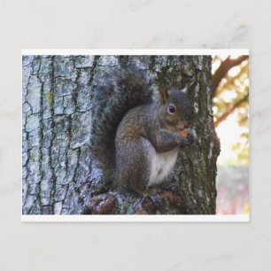 Squirrel Postcard