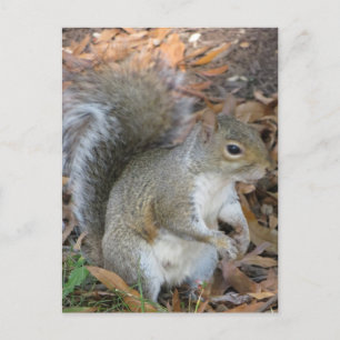 Squirrel Postcard