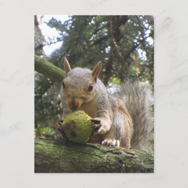 Squirrel Postcard (Front)