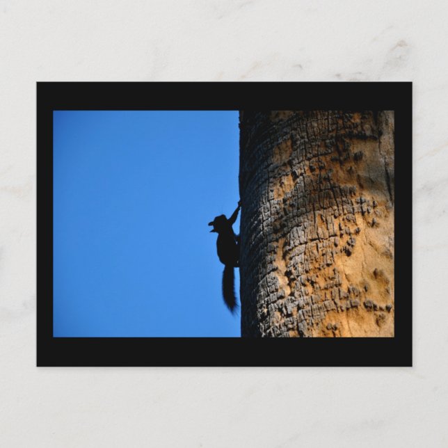 Squirrel Postcard (Front)