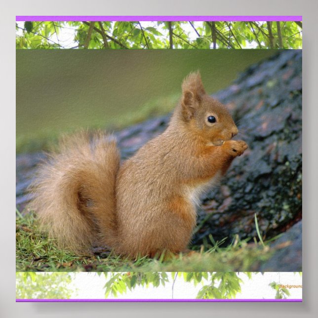 Squirrel poster (Front)