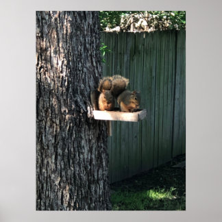Squirrel Poster