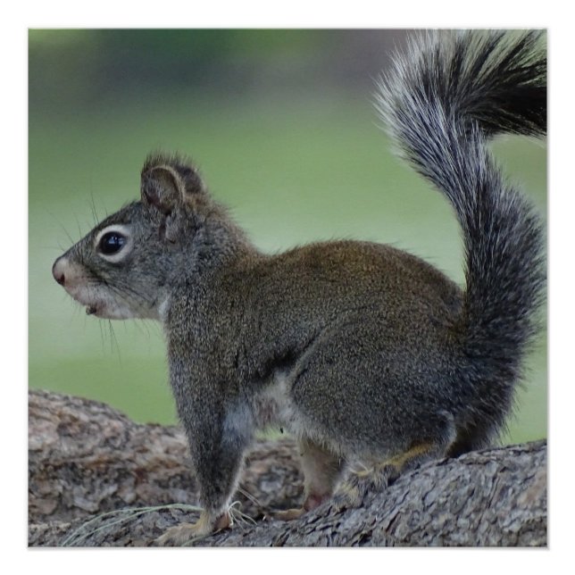 Squirrel Poster (Front)