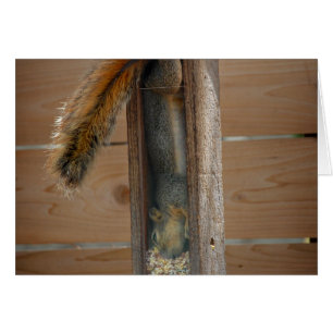 Squirrel Raiding Bird Feeder