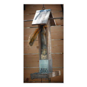 Squirrel Raiding Bird Feeder Photo Print