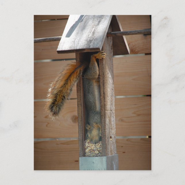 Squirrel Raiding Bird Feeder Postcard (Front)