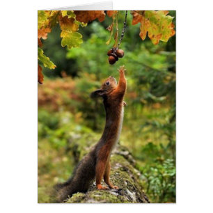 Squirrel Reaching For Acorns On A Fall Day