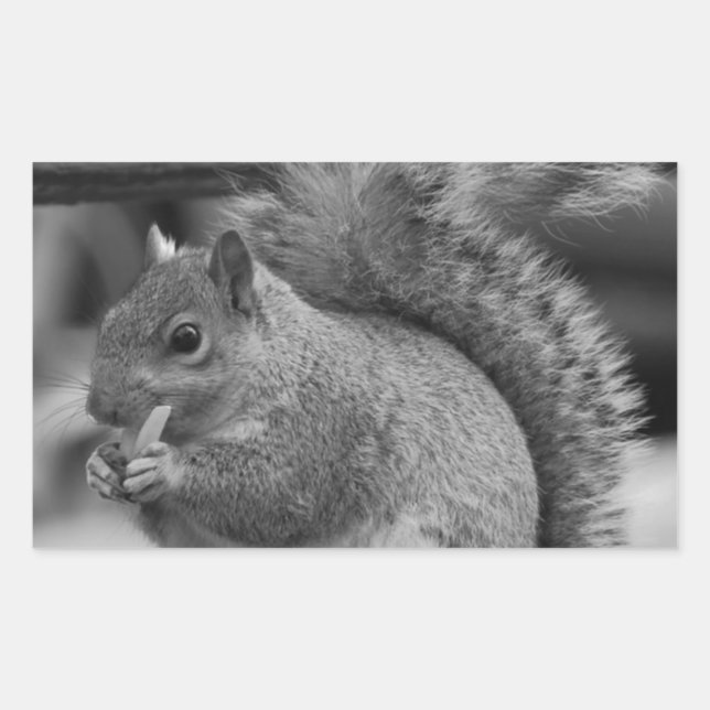 Squirrel Rectangular Sticker (Front)