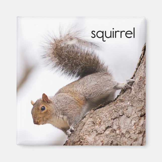 Squirrel Refrigerator Magnet (Front)