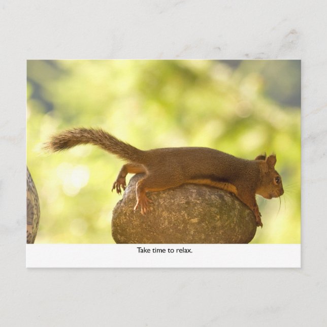 Squirrel Relaxing Postcard (Front)