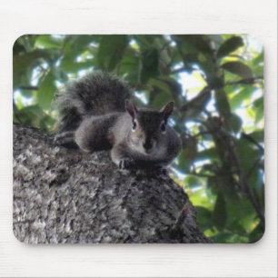 Squirrel Resting in a Tree Mouse Pad