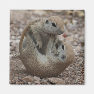 Squirrel Rumble Magnet