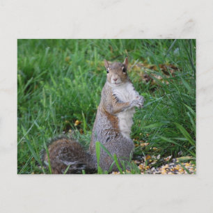 Squirrel Sitting Up Postcard