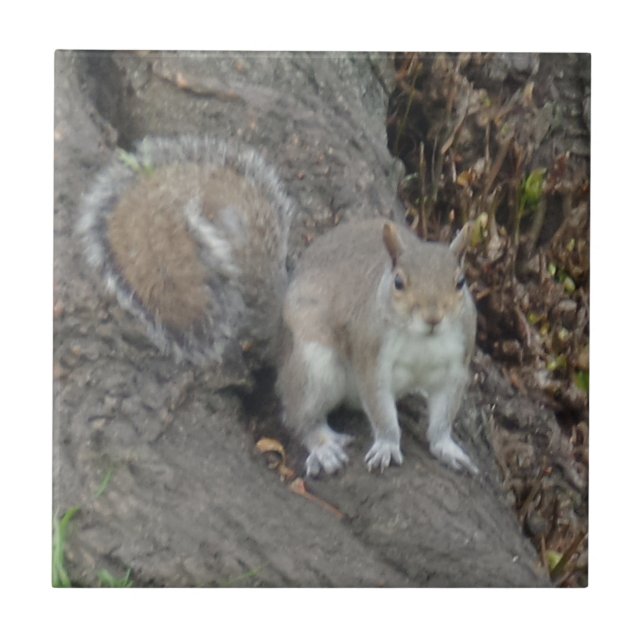 Squirrel Small (4.25" x 4.25") Ceramic Photo Tile (Front)