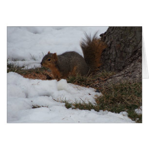 Squirrel & Snow