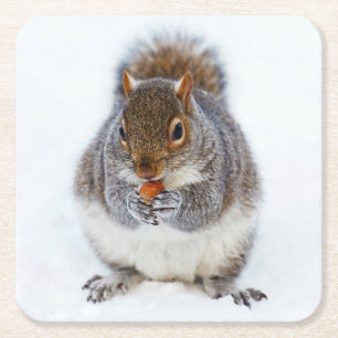 Squirrel Square Paper Coaster