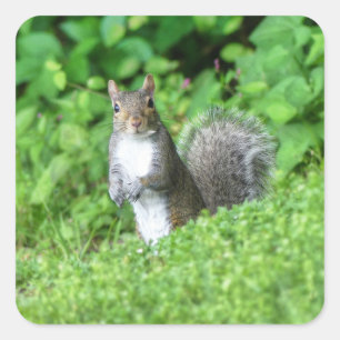 Squirrel  square sticker