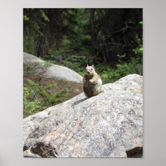 Squirrel Standing Poster