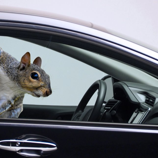 Squirrel Sticker (Squirrel Sticker)