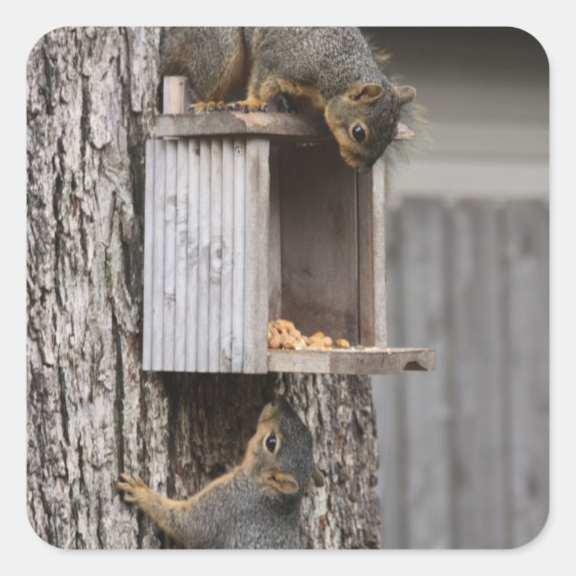 Squirrel Stickers (Front)