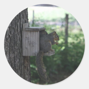 Squirrel Stickers