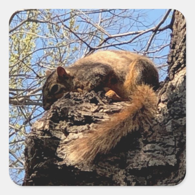 Squirrel stickers (Front)