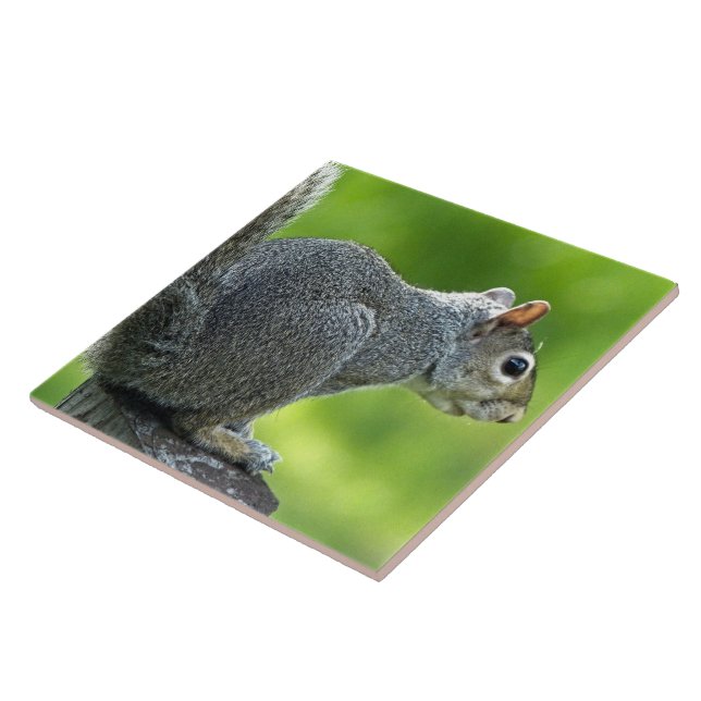 Squirrel Tile (Side)