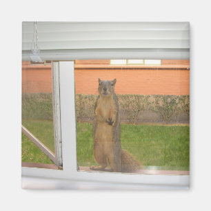 Squirrel Window magnet