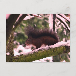 Squirrel Winter Photo  Postcard