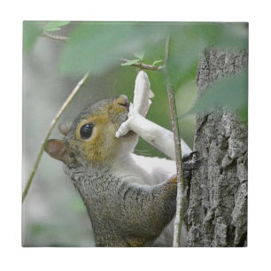Squirrel With Mushroom Tile