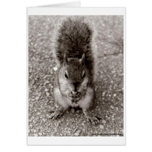 Squirrel with Nut