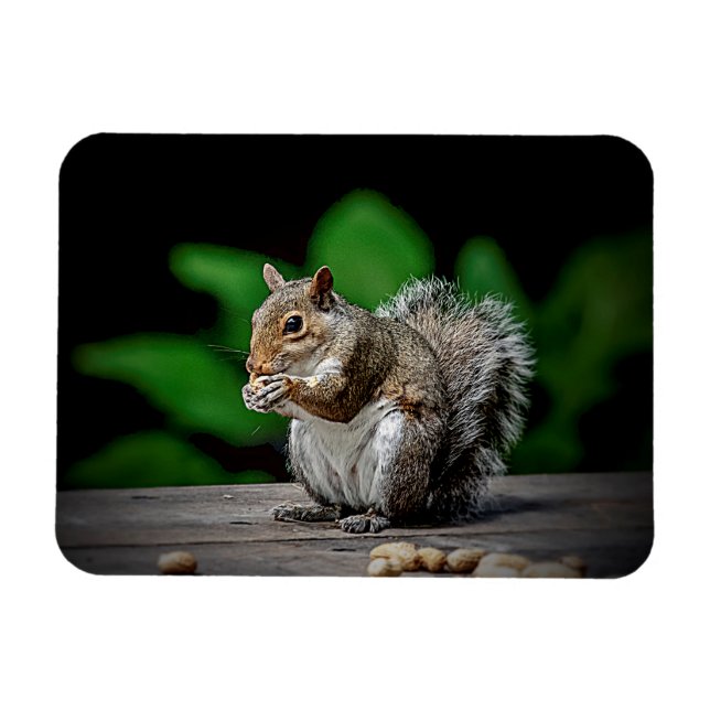 Squirrel with peanuts magnet (Horizontal)