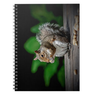 Squirrel with peanuts notebook