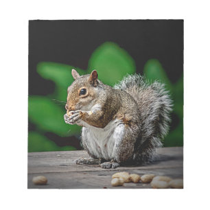 Squirrel with peanuts notepad