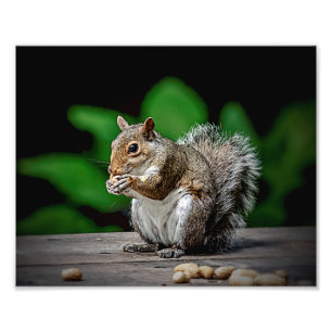 Squirrel with peanuts photo print