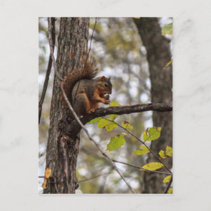 Squirrel with Walnut Postcard