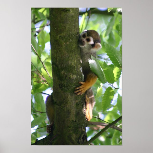 Squirrelmonkey poster (Front)